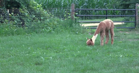 Single Alpaca Grazing Stock Footage 92546953