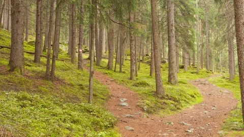 A single alpine path splits in two different directions. It's an autumnal cloudy Stock Footage 76325627
