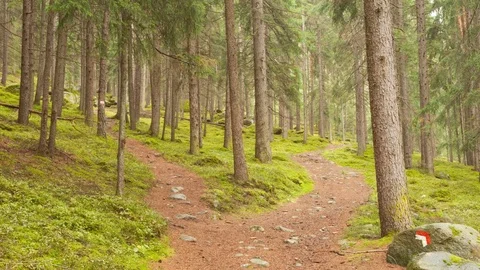 A single alpine path splits in two different directions. It's an autumnal cloudy Stock Footage 76325702
