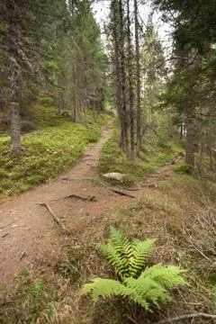 A single alpine path splits in two different directions. It's an autumnal clo Stock-Fotos