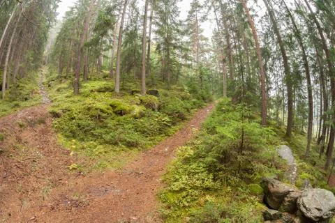 A single alpine path splits in two different directions. It's an autumnal clo Stock-Fotos