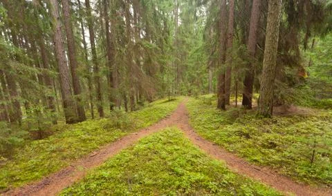 A single alpine path splits in two different directions. It's an autumnal clo Stock Photos