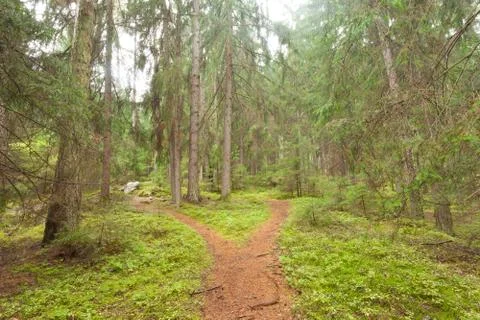 A single alpine path splits in two different directions. It's an autumnal clo Foto stock