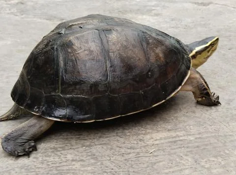Single Amboina box turtle walking side view isolated Stock Photos