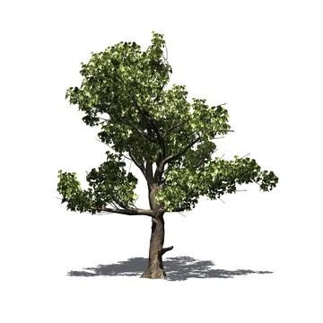Single American Sycamore tree with shadow on the floor Иллюстрация