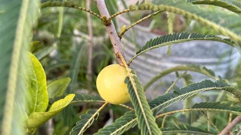 Single amla fruit grows among green leaves attached to a stem on the tree Foto stock