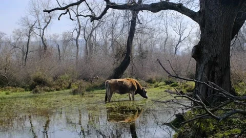 A single and alone cow standing inside the marsh area Stock Footage 153120232