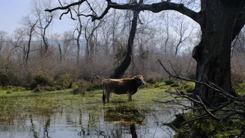 A single and alone cow standing inside the marsh area Stock Footage 153120304