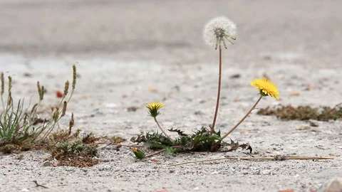 A single and perfect dandelion in full bloom gently swaying in the wind next to Stock Footage 95808997