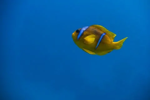 Single anemone fish hovering in deep blue water Stock Photos