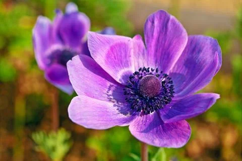 Single anemone flower Stock Photos
