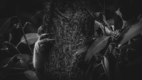 Single animal paw with sharp claws on tree bark Stock Photos