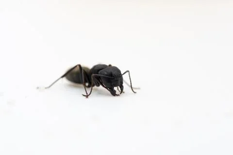 Single ant against white background Stock Photos
