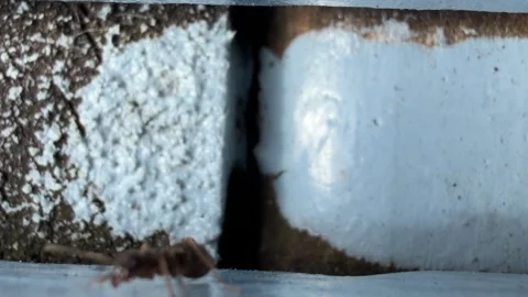 Single ant approaching through wooden gap 4K Stock Footage 331882997