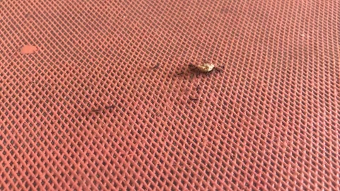 Single ant crawling across rough red textured surface background. Stock Footage 328334495
