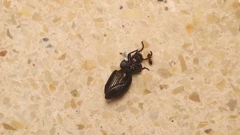 Single ant dragging dead beetle. strength, persistence, and ecological cleaning Stock Footage 317071266