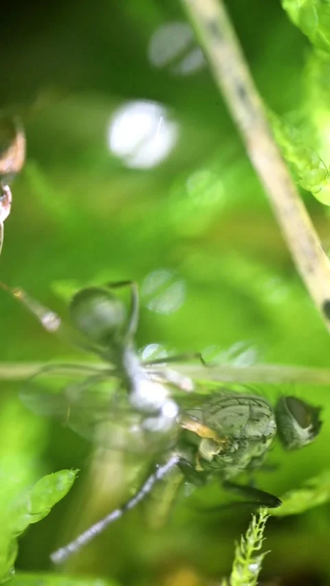 Single Ant Dragging Dead Fly Over Green Moss Background Video stock 341803685