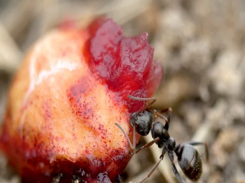 Single ant eating cherry extreme macro Stock Footage 76154172
