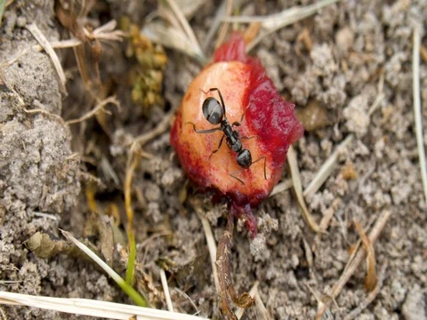 Single ant eating cherry macro Stock Footage 76154325