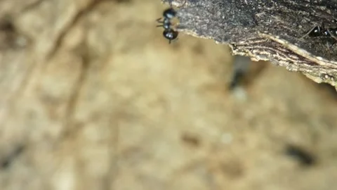 Single ant on edge of bark with bokeh background Video stock 329898370