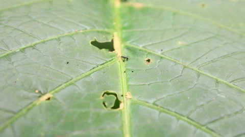 A single ant on a leaf with small hole Stock Footage 310420944