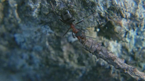 Single ant lifting twig up rock Stock Footage 108952256