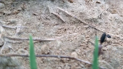 Single Ant Moving Across Coarse Sandy Ground Stockbeeldmateriaal 340539035