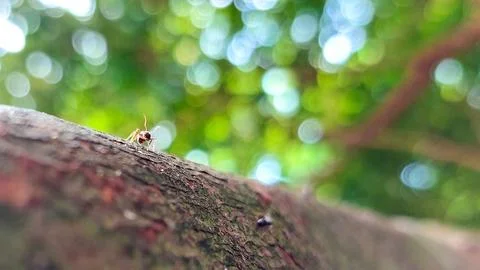 A single ant positioned on a tree stem, looking upwards. Stock Photos