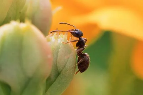 Single Ant standing on a green leaf with yellow blossom Stock Photos