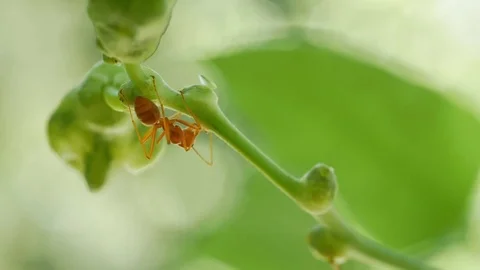 Single ant in the tree Video stock 75902068