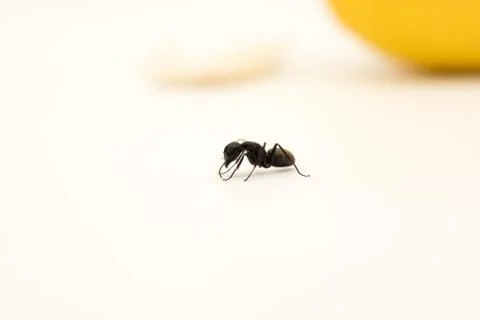 Single ant on white surface 写真素材
