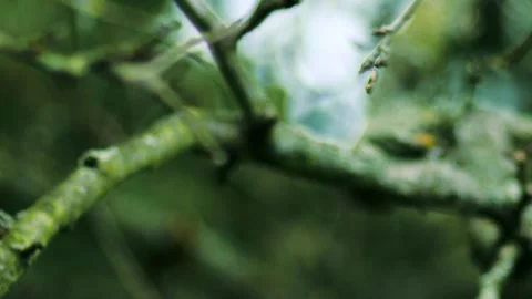 A single apple blossom grows on dry tree branches Stock Footage 287754704