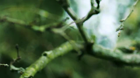 A single apple blossom grows on dry tree branches Stock Footage 287754722