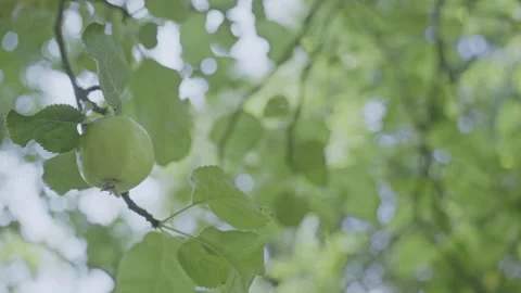 Single apple on branch of fruit tree in sunny garden Video stock 257350702