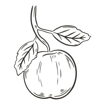 Single apple on a branch, vector illustration. Sketch Stock Illustration