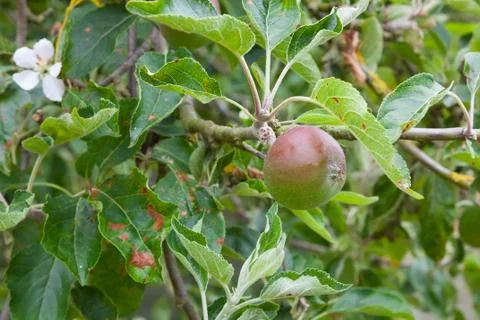 Single apple growing on a tree. Stock Photos