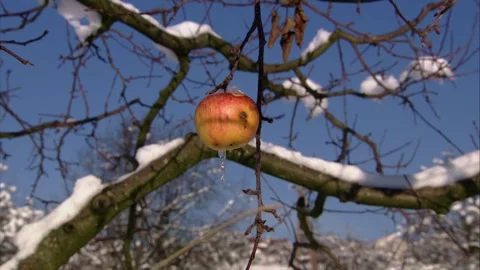 Single apple hanging from snow-laden tree branch Stock Footage 319992838