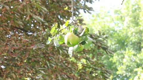 Single apple hanging from tree in Orchard Stockbeeldmateriaal 42781314