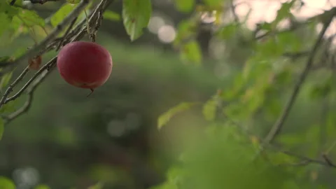 Single Apple hanging from tree wish shallow depth of field 4k 24p Stock Footage 162783571
