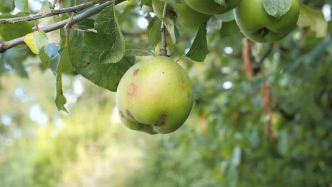 Single apple hangs from a tree in the wind Stock Footage 116883709