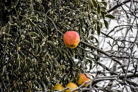 Single apple on a mistletoe branch covered in frost during winter Stock Photos