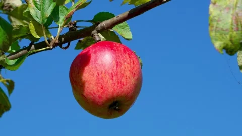 A single apple swings on a branch. Stock Footage 319841464
