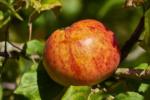 Single apple on the tree in autumn Photos