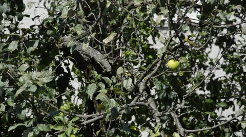 Single apple on a tree Stock Footage 41030394