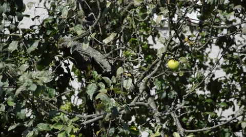 Single apple on a tree Stock Footage 41030401