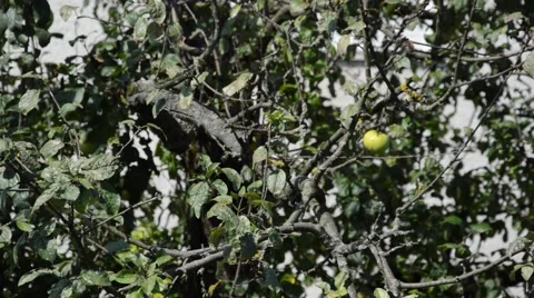 Single apple on a tree Stock Footage 41030403