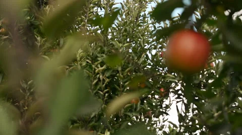 SINGLE APPLE IN TREE 스톡 동영상 46625260