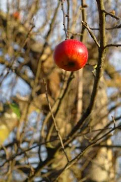 Single apple on a tree Stock Photos