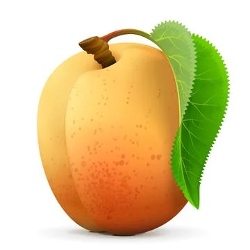 Single apricot fruit close up Stock Illustration