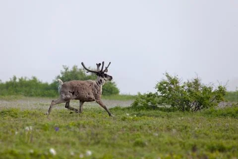 Single ?aribou Stock Photos